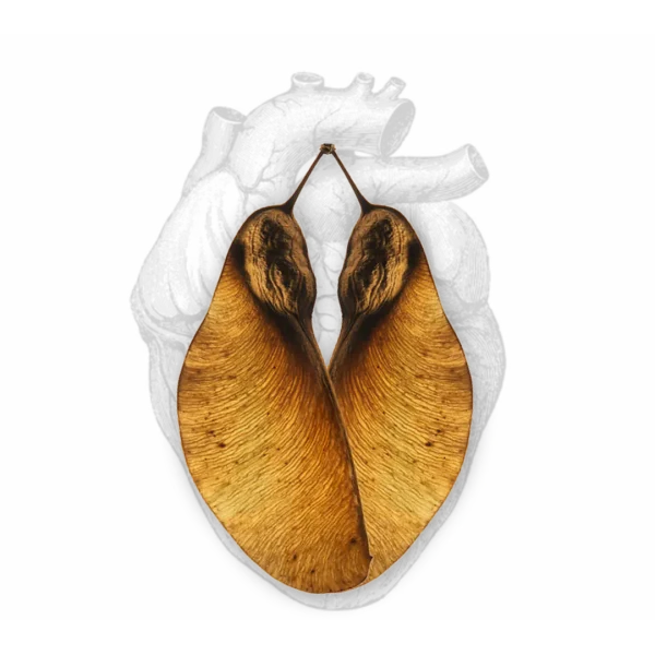 Mi sostenido / 06 de JUNIO / VALENCIA